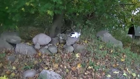 Nie o szkolnej. Cmentarz S01E347