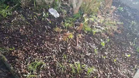 Passat dał radę S01E438