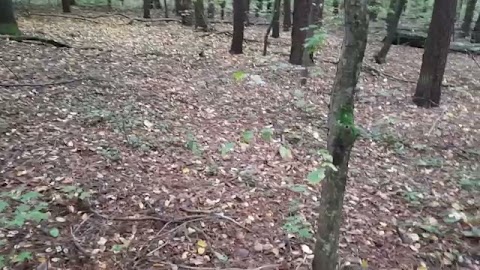 Farba w lesie S01E350