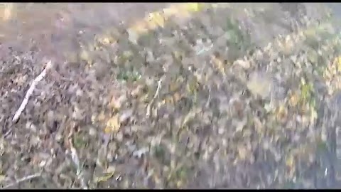 Poranek w lesie S01E256