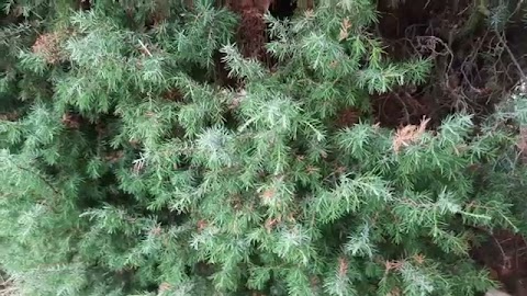 Tak dba się o grób? S01E517