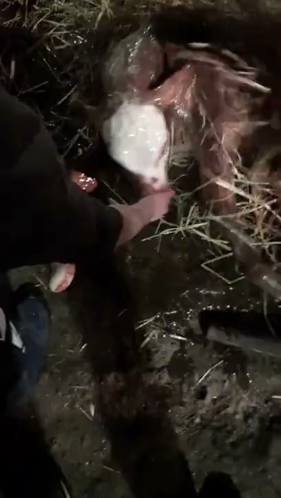 Piękno narodzin u sąsiada S01E433