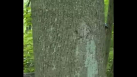 Staż oglądania uniwersum w społeczności i całe te