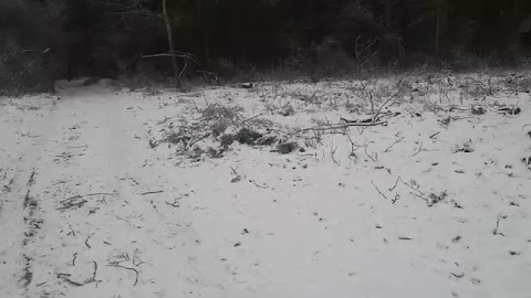 Dzwonił chrumkacz S01E584